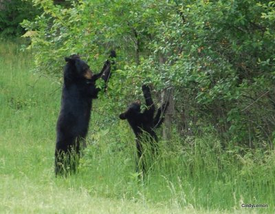 Mother and Baby in Cades Cove TN