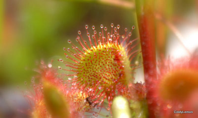 Sundew