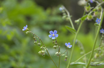 Forget Me Nots