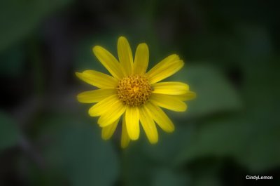 Yellow Aster