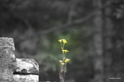 Flower Through the Ruins