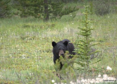 Bear Near Saskatchewan 2
