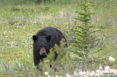 Bear Near Saskatchewan 3