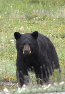 Bear Near Saskatchewan 4