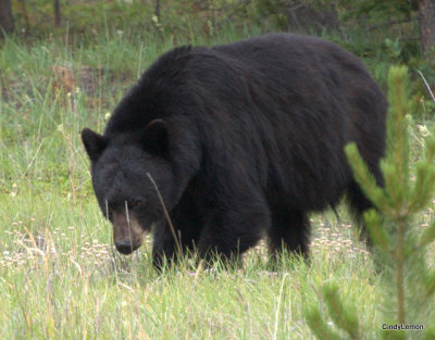 Bear Near Saskatchewan 5