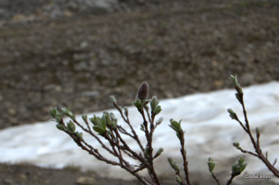 Flowers Growing in the Snow Fields