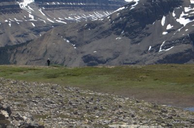 Saskatchewan Glacier - View back
