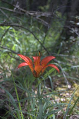 Wood Lily 2