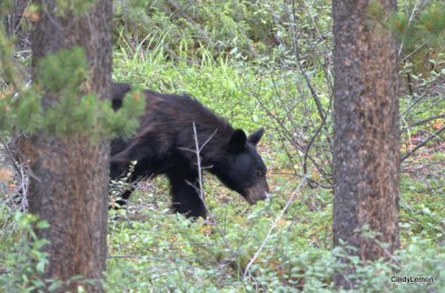 Bear In Jasper National Park