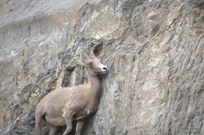 Mountain Goat
