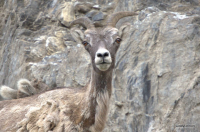 Mountain Goat 3