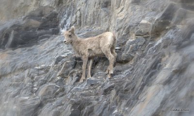 Mountain Goat 5