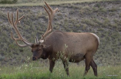 Elk Near Town of Jasper