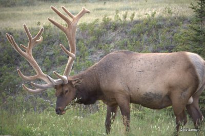 Elk Near Town of Jasper 3