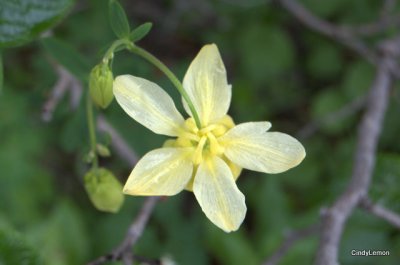 Yellow Columbine 2