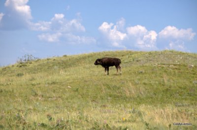 Buffalo in Compound
