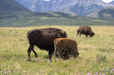 Buffalo in Compound 2
