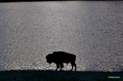 Buffalo at Sunset