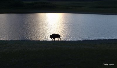 Buffalo at Sunset 2