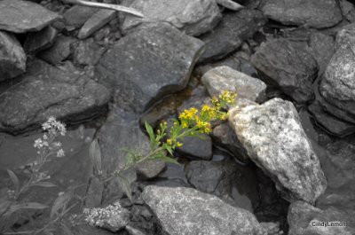 Flower in the Stream