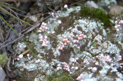 Pink Moss or Fungi