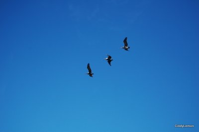 Birds in Formation
