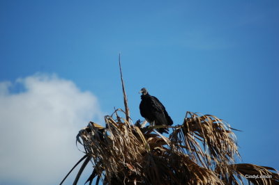 Black Vulture in Tree