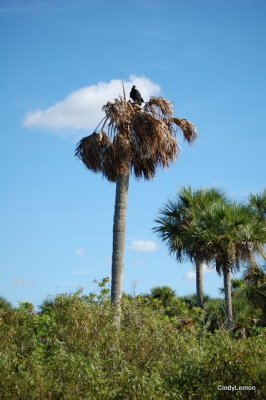 Black Vulture in Tree 2