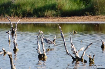 More Birds at MINWR