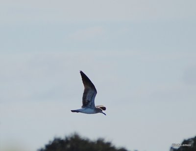 DSC_0053-1.JPG