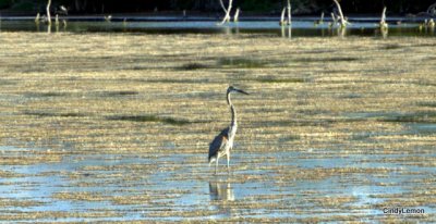 Even More Birds at MINWR