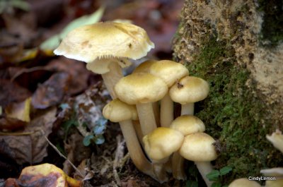 Mushrooms on Rough Fork Trail