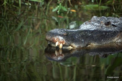 Okefenokee National Wildlife Refuge