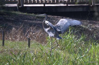 Bird at Okefenokee Swamp