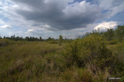 Boardwalk on Swamp Island Drive View 3