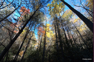 Forest of Autumn Leaves