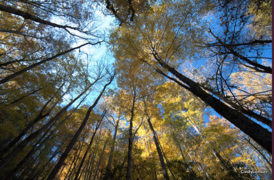 Leaves of Gold on the Path to Max Patch