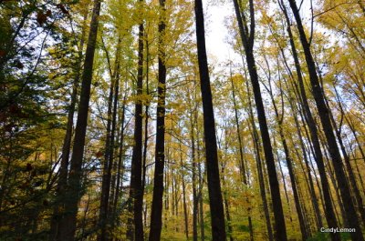 Beautiful Golden Trees on Little River Road