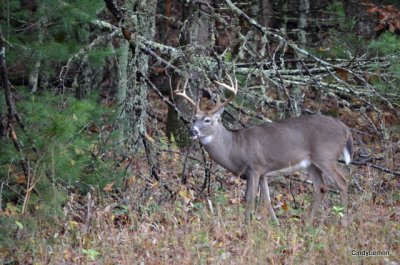 Buck at Cades Cove 4