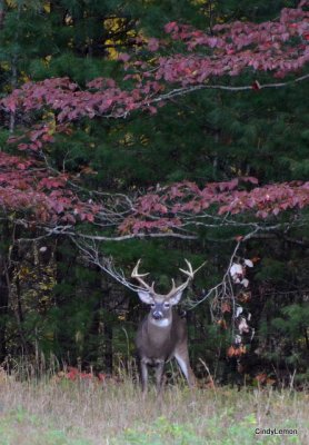 Buck with Branch 2