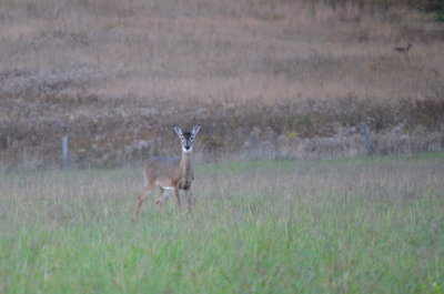 Another Doe