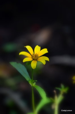 Late Flower