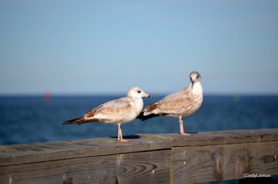 Birds on the Pier