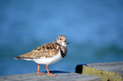 Bird on the Pier