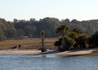 Wild Horses on Cumberland Island