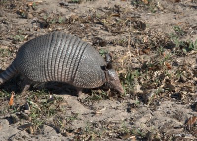 Armadillo on Cumberland Island