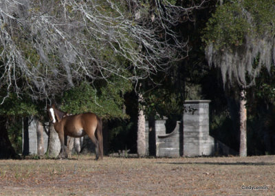 Horse against the ruins