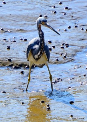 Little Blue Heron 2