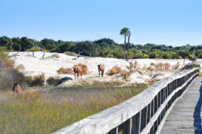 Horses on the Dunes