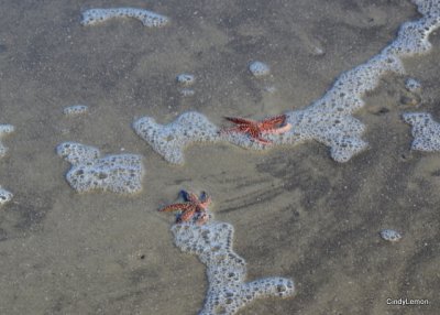 Starfish on the Beach